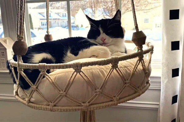 DIY Hanging Macramé Cat Bed Tutorial