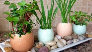 How To Make Eggshell Planters