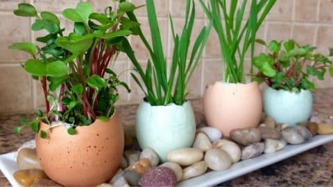 How To Make Eggshell Planters | DIY Joy Projects and Crafts Ideas