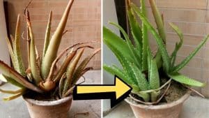 How To Revive A Dying Aloe Vera Plant