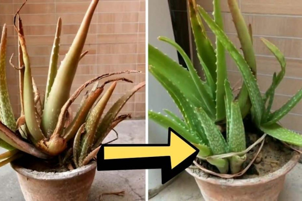 How To Revive A Dying Aloe Vera Plant