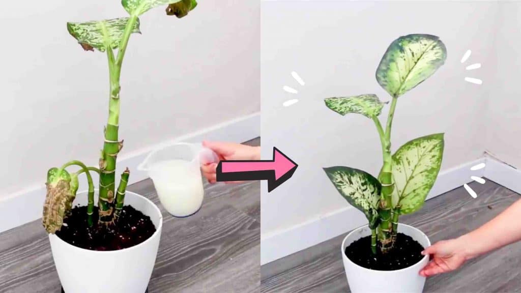 4 amazing tips o keep your plants healthy and green