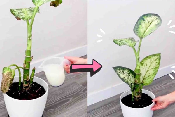 4 amazing tips o keep your plants healthy and green