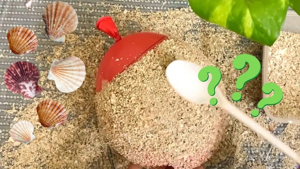 Flower Vase From Seashells and Sand