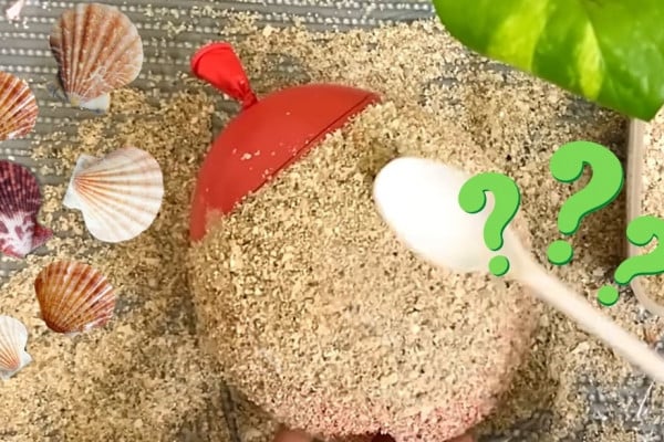 Flower Vase From Seashells and Sand