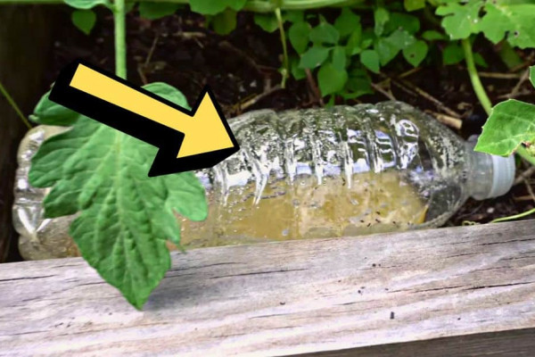 Genius Garden Ant Control Trick