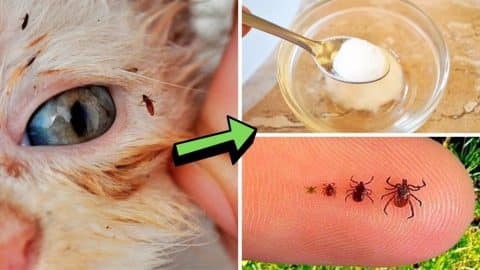 How To Get Rid Of Fleas On Your Dog Or Cat | DIY Joy Projects and Crafts Ideas
