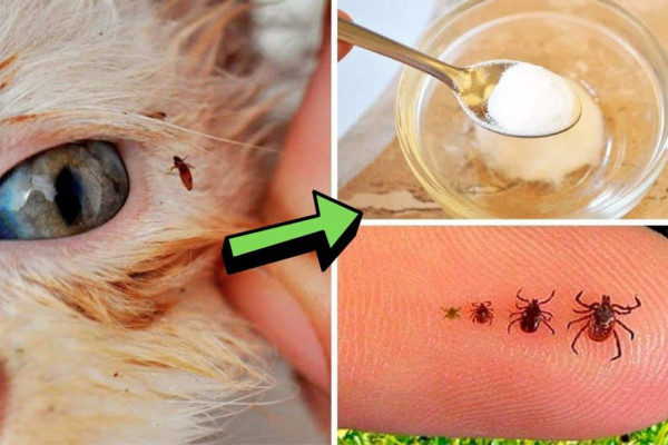 How To Get Rid Of Fleas On Your Dog Or Cat