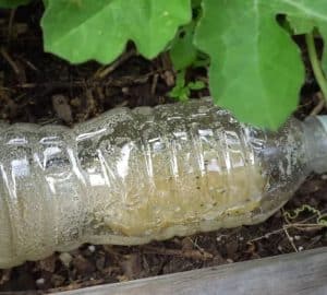 Genius Garden Ant Control Trick Diy Joy Genius Garden Ant Control Trick Diy Joy