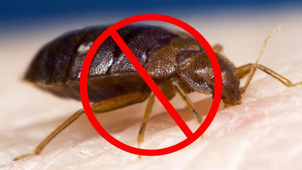 How To Repel Bed Bugs For Good