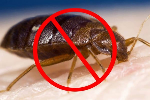 How To Repel Bed Bugs For Good