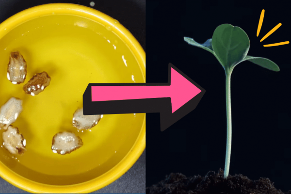 How to Correctly Use Hydrogen Peroxide in Your Garden