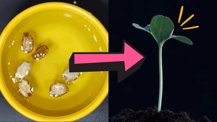 How to Correctly Use Hydrogen Peroxide in Your Garden - DIY Joy