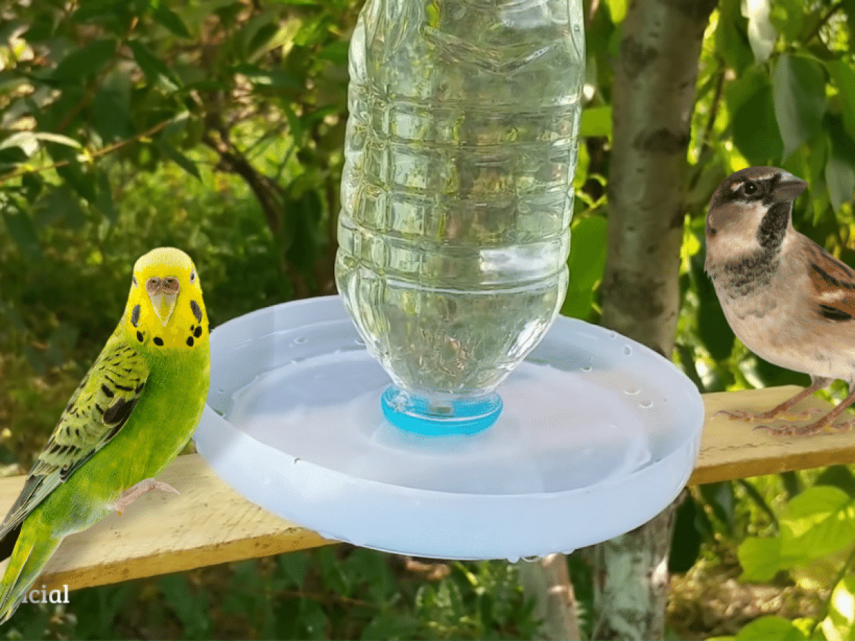 Bird Water Feeder