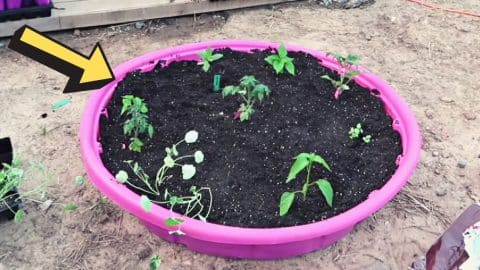 $7 Kiddie Pool Raised Garden Bed Tutorial | DIY Joy Projects and Crafts Ideas
