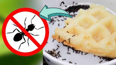 Fast And Easy Way To Get Rid Of Ants | DIY Joy Projects and Crafts Ideas