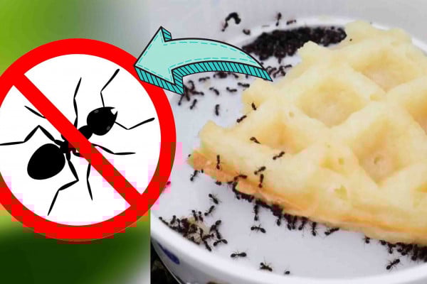 Getting rid of ants in a fast and easy way