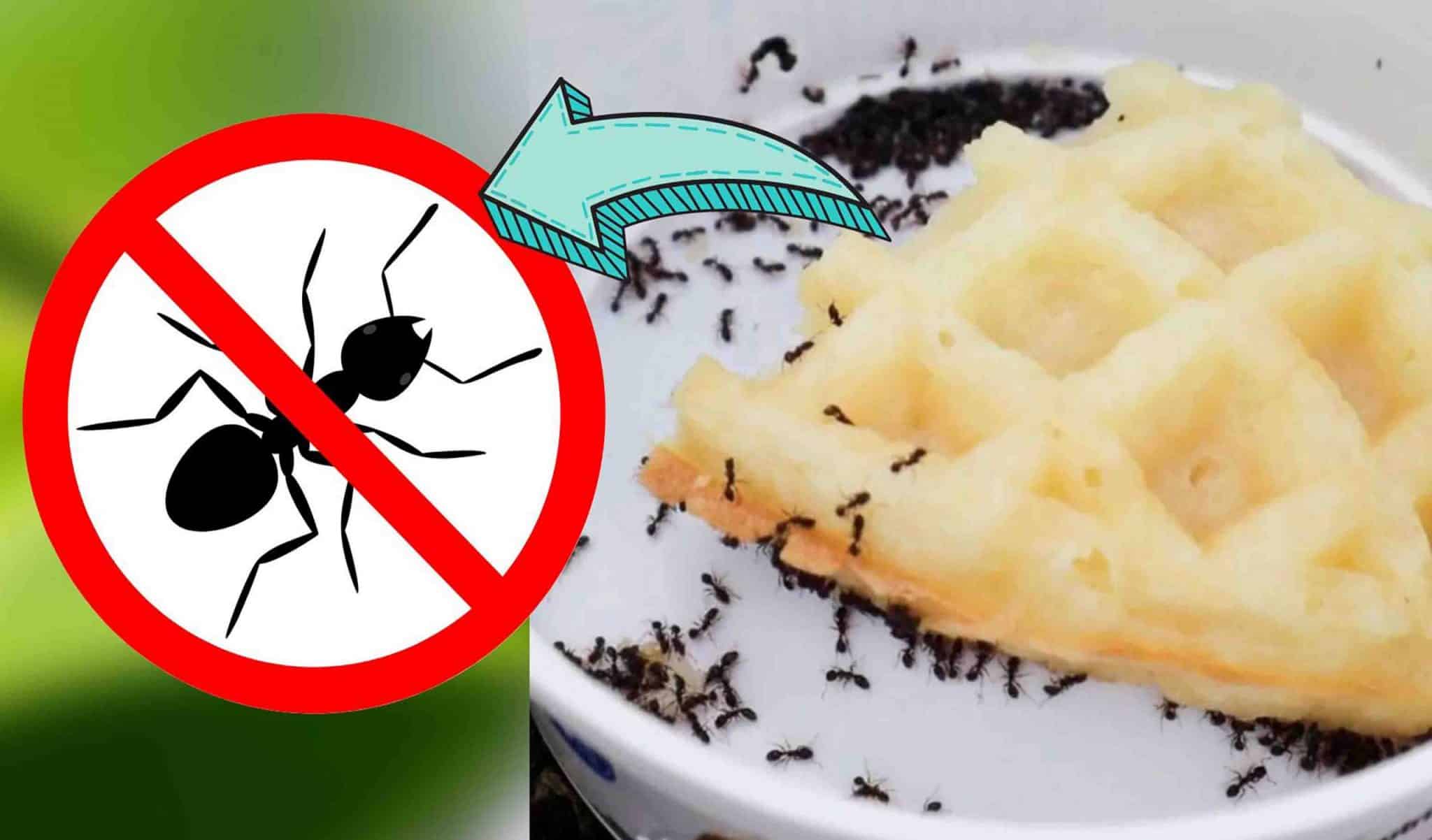 Fast And Easy Way To Get Rid Of Ants DIY Joy