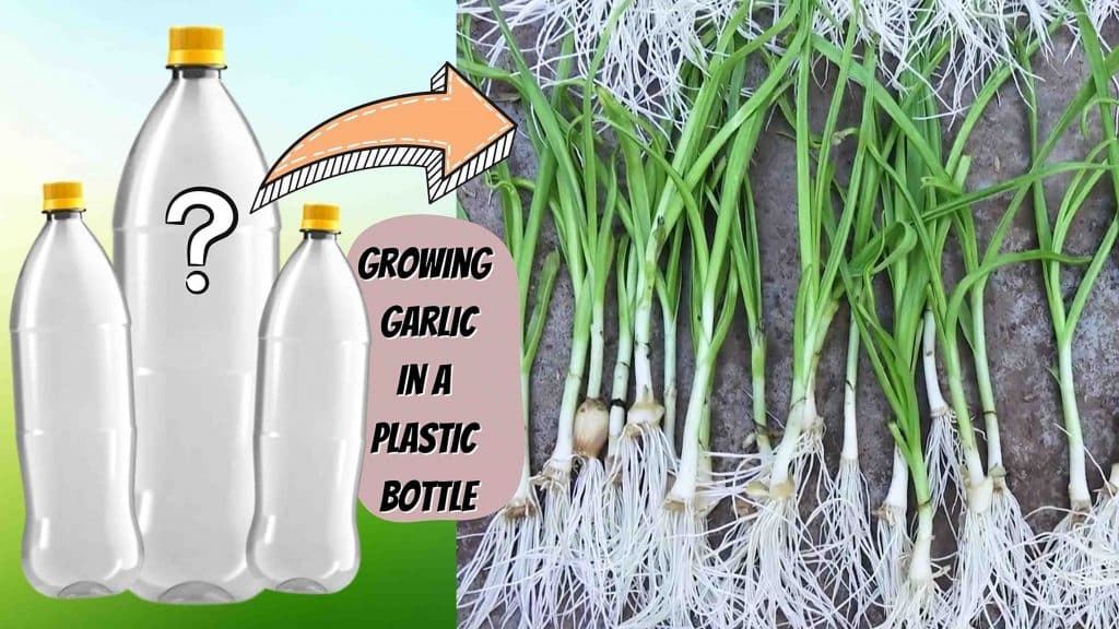 Guide on how to grow garlic in plastic bottles