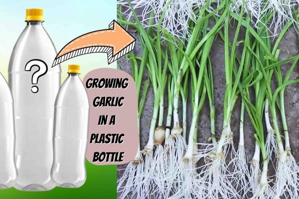 Guide on how to grow garlic in plastic bottles