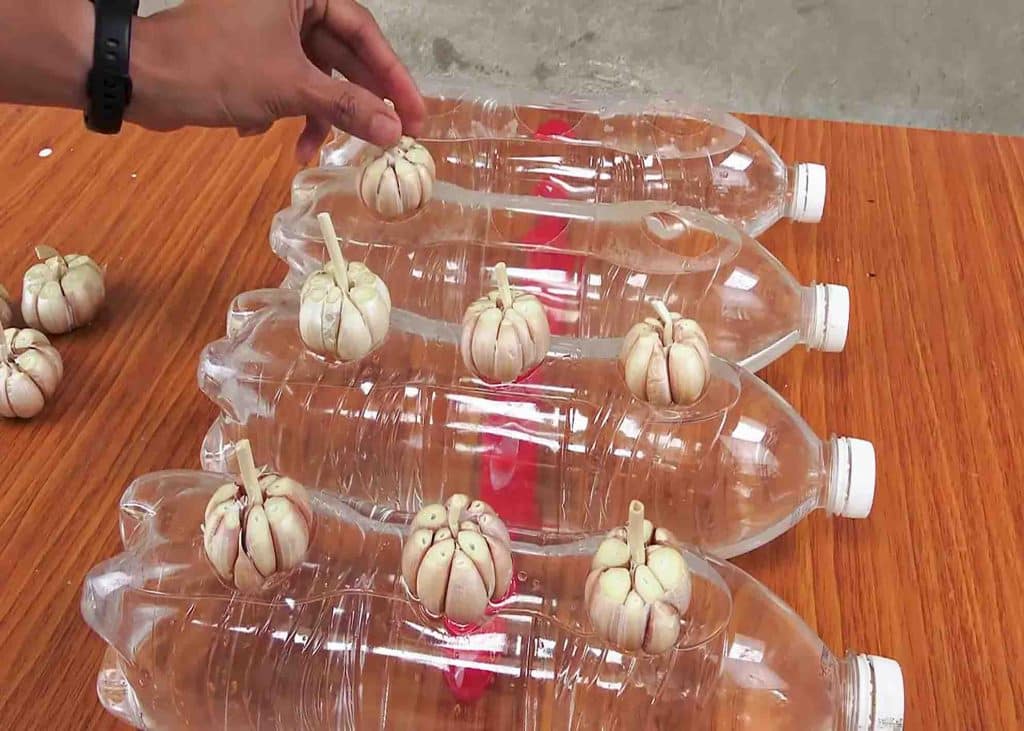 Garlic placed in the water bottles ready to be harvested in a week
