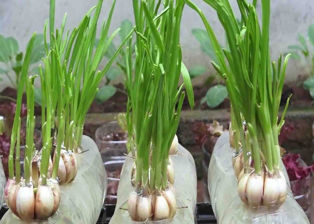 Garlic growing in plastic bottles