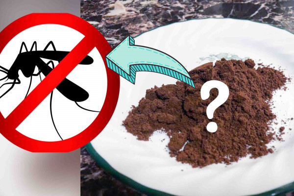 Best home remedy for mosquitoes