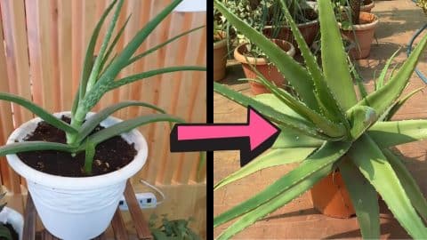 3 Secrets to Growing Thick and Fleshy Aloe Vera Leaves | DIY Joy Projects and Crafts Ideas