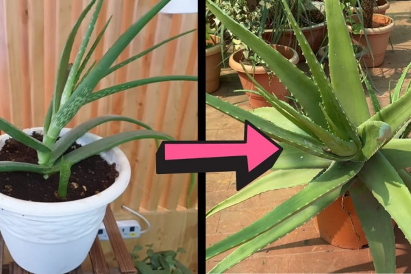 3 Secrets to Grow Thick and Fleshy Aloe Vera Leaves