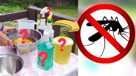 3-Ingredient DIY Mosquito Repellent | DIY Joy Projects and Crafts Ideas