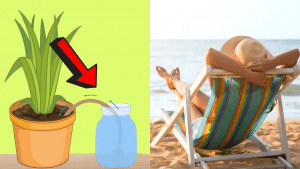 5 Clever Ways to Water Your Plants While You’re on Vacation