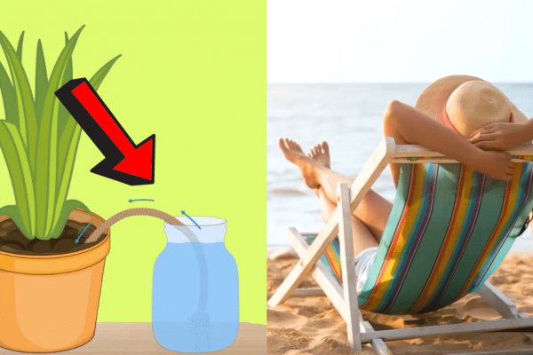 5 Clever Ways to Water Your Plants While You're on Vacation
