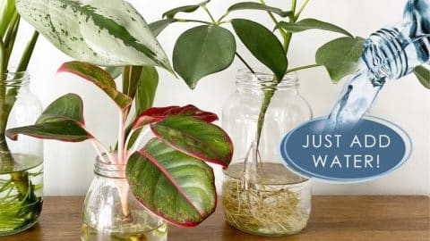 8 Indoor Plants That Can Grow In Water | DIY Joy Projects and Crafts Ideas