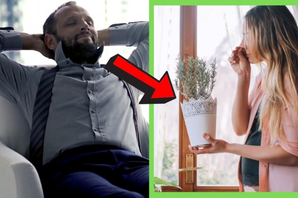 8 Plants You Should Keep In Your Bedroom