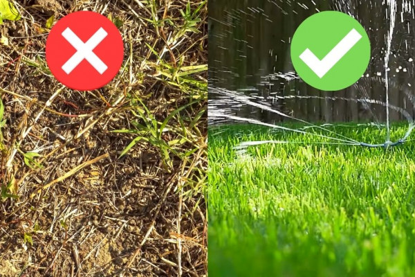 9 Secrets to Keep Your Lawn Green and Healthy