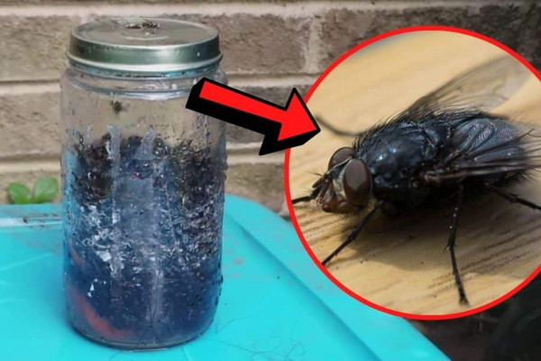 Easy & Super Effective Homemade Fly Trap