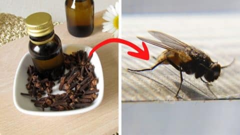 Effective Homemade Bug Repellant Spray | DIY Joy Projects and Crafts Ideas