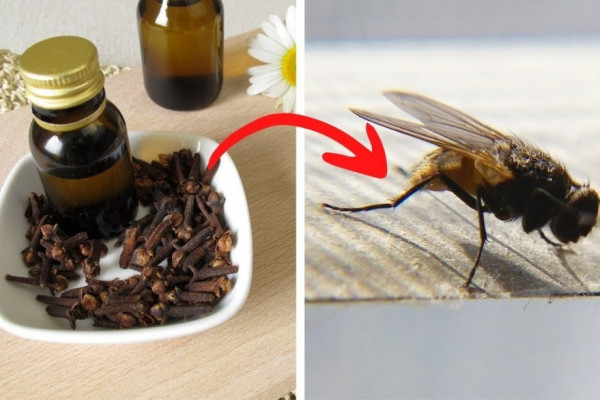Effective Homemade Bug Repellant Spray