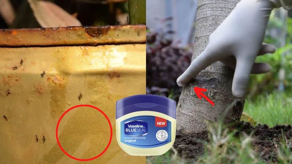 Genius Vaseline Gardening Hacks