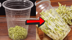 How to Grow Bean Sprouts in Plastic Cups