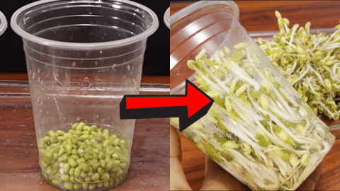 How to Grow Bean Sprouts in Plastic Cups | DIY Joy Projects and Crafts Ideas