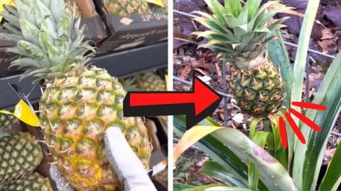 How to Grow Pineapples From the Store Fast and Easily | DIY Joy Projects and Crafts Ideas
