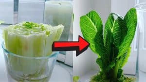 How to Regrow Lettuce With Just Water