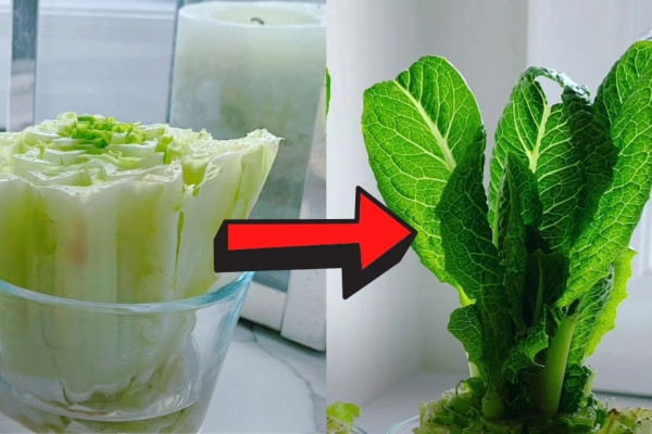 How to Regrow Lettuce With Just Water