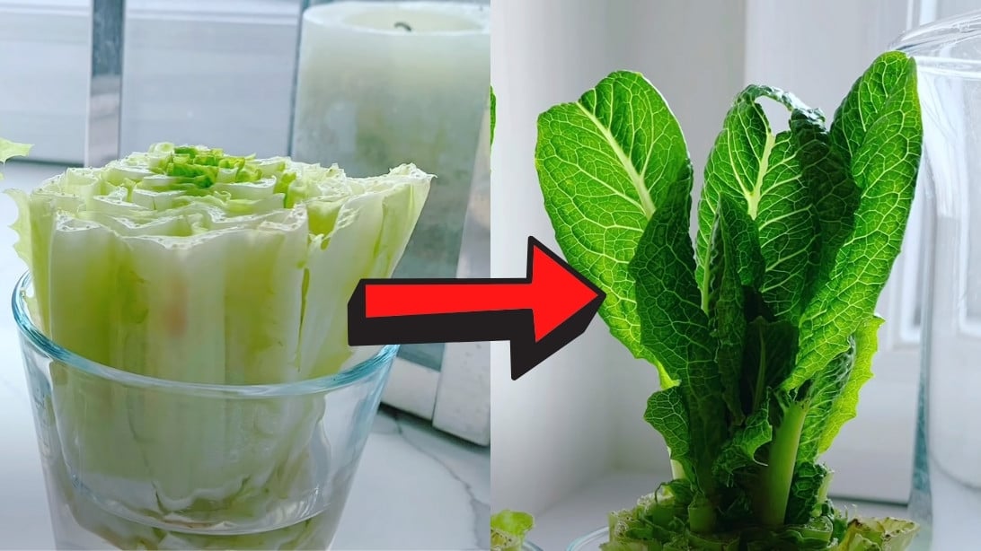 How to Regrow Lettuce With Just Water | DIY Joy Projects and Crafts Ideas