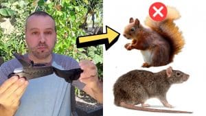 How To Keep Rats & Squirrels Out Of Your Tomato Garden