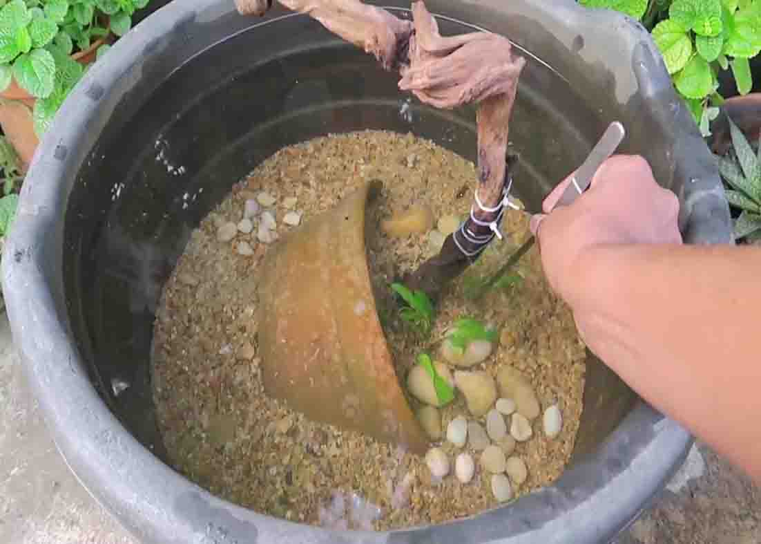 Easy DIY Mini Pond That Anyone Can Build