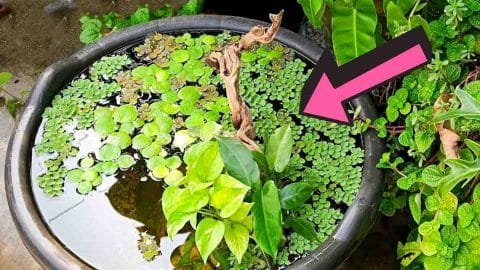 Easy DIY Mini Pond That Anyone Can Build | DIY Joy Projects and Crafts Ideas