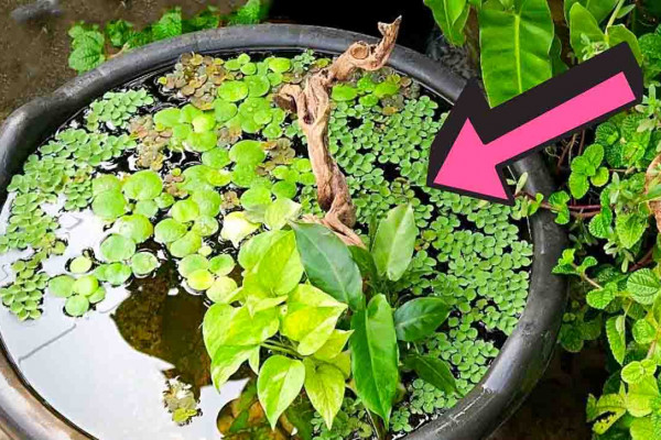 Easy DIY mini pond tutorial