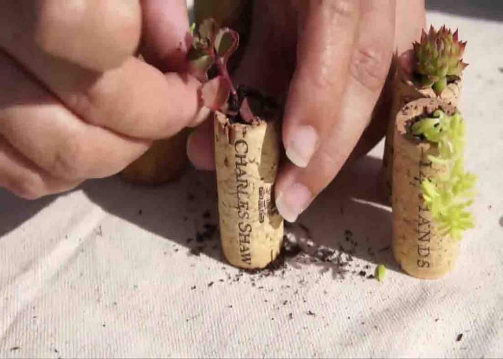 Planting mini succulents to the wine cork planters